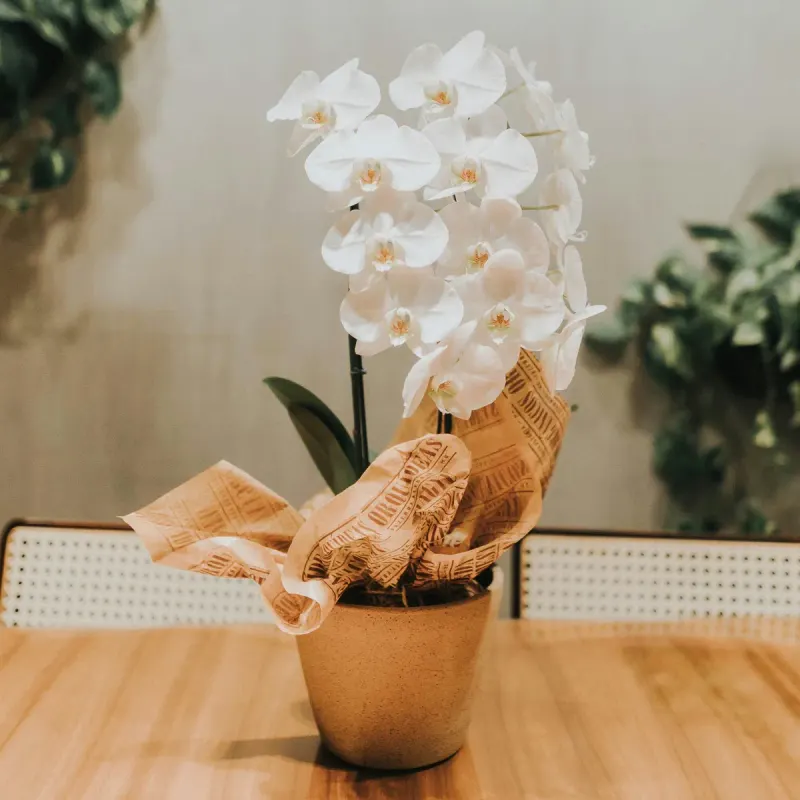 Orchidea kvet