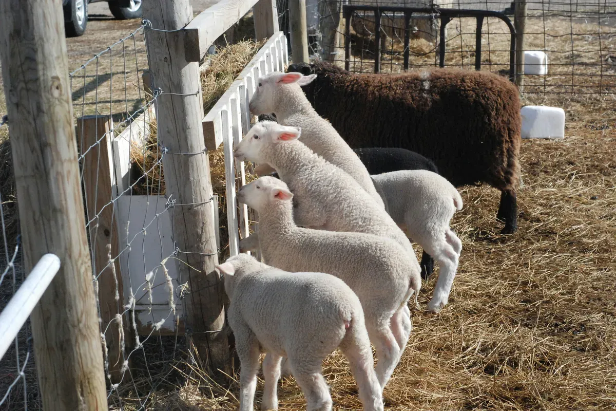 Hospodárske krmivá - AUMAS Orava