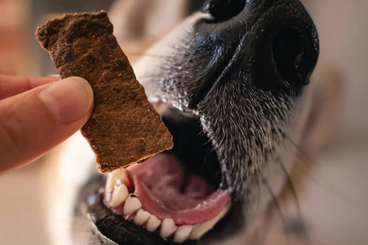 Krmivo pre psy a mačky - AUMAS Orava