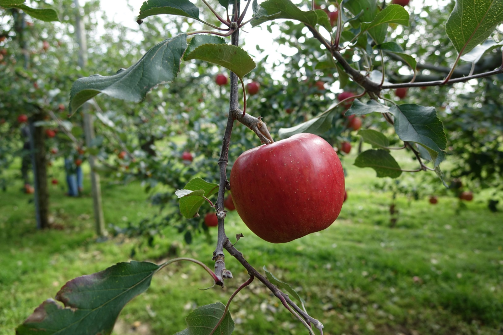 Ovocné stromy a kry: Kompletný sprievodca sadením a starostlivosťou