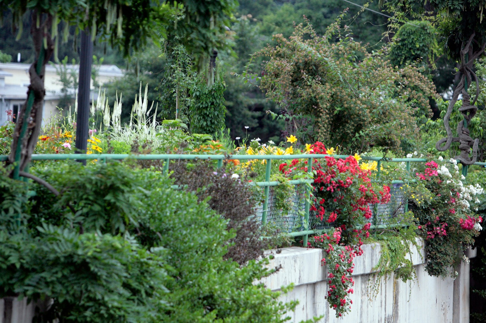 Balkónová Záhrada: Ako Pestovať Rastliny na Balkóne či Terase [2026]